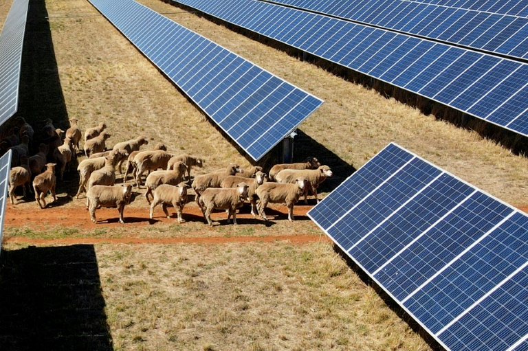 Des moutons déambulent parmi des rangées de panneaux solaires dans l'exploitation de Tom Warren près de la ville australienne de Dubbo, à environ 400 kilomètres à l'ouest de Sydney, le 19 janvier 2026 