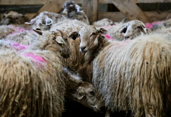 Des moutons lors d'une campagne de vaccination au Haut-Corlay, en Bretagne, le 12 août 2025