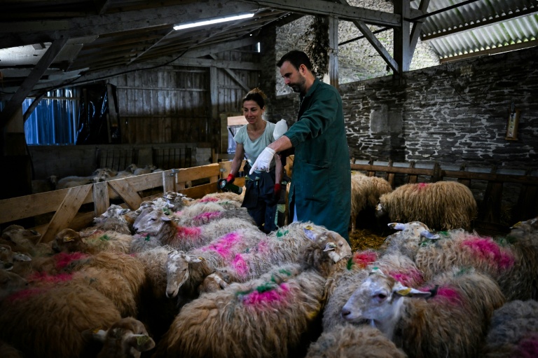 L'éleveuse Chrystelle Quointeau (gauche) et le vétérinaire Mickaël Martin vaccinent des moutons contre la fièvre catarrhale ovine, au Haut-Corlay, le 12 août 2025