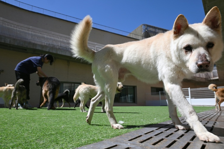 Des chiens sauvés d'abattoirs canins, dans un refuge géré par l'association KARA à Paju, en Corée du Sud, le 23 juin 2026
