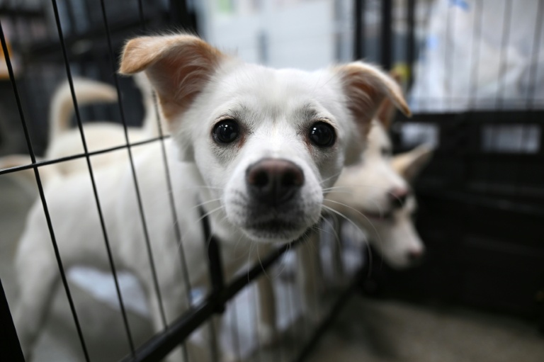 Des chiens sauvés d'abattoirs canins recueillis dans un refuge géré par l'association de défense des droits des animaux KARA à Paju, le 23 juin 2026 en Corée du Sud
