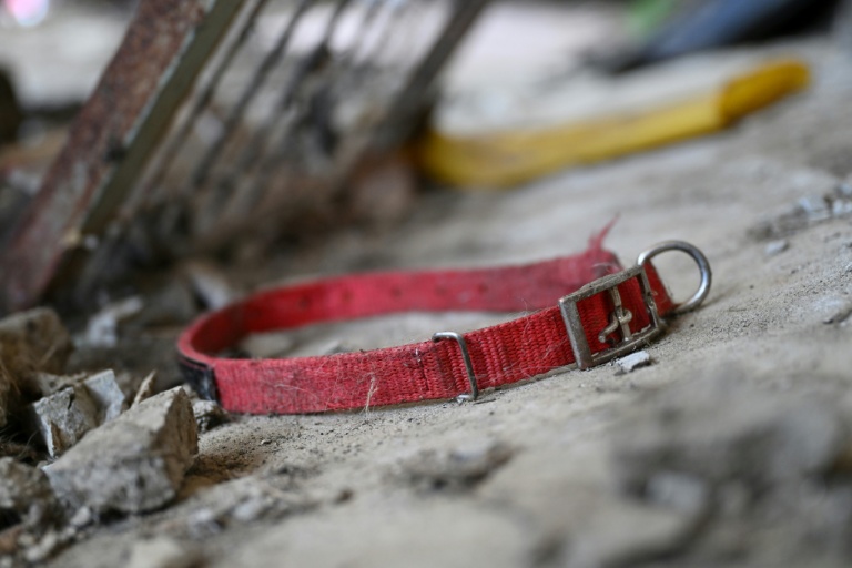 Une collier de chien sur le sol dans un abattoir canin abandonné à Pyeongtaek, en Corée du Sud, le 11 juin 2026
