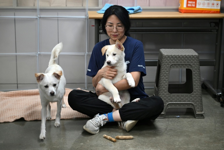 Une militante pour les droits des animaux joue avec des chiens sauvés d'abattoirs canins, dans un refuge géré par l'association KARA à Paju, le 23 juin 2026 en Corée du Sud