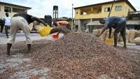 Des ouvriers ramassent des fèves de cacao sur la place d'Aboisso, dans le sud-est ivoirien, le 17 mars 2026