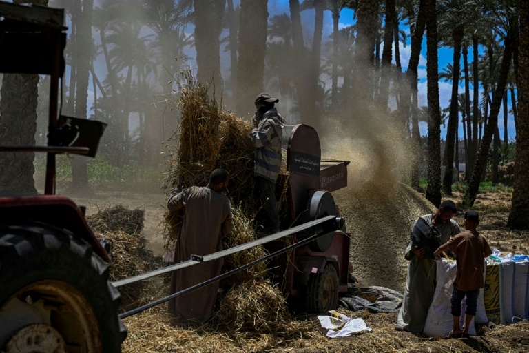 Des agriculteurs battent le blé récolté dans un champ du village de Maraziq, au sud de Gizeh, le 4 mai 2026 en Egypte