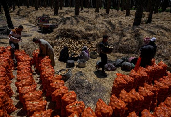 Des agriculteurs ramassent les pommes de terre récoltées dans un champ du village de Maraziq, au sud de Gizeh, le 4 mai 2026 en Egypte
