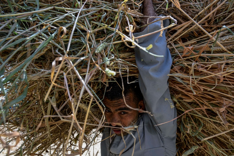 Un agriculteur transporte de la paille de blé dans un champ du village de Maraziq, au sud de Gizeh, le 4 mai 2026 en Egypte