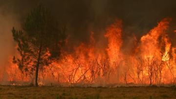 Incendie de forêt à Marcheprime, à l'ouest de Bordeaux le 26 juillet 2026 