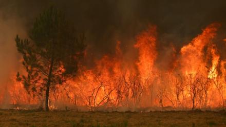 Incendie de forêt à Marcheprime, à l'ouest de Bordeaux le 26 juillet 2026 
