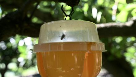 Un piège à mouche méditerranéenne des fruits (Ceratitis capitata) à Naoussa, dans le nord de la Grèce, le 1er septembre 2025