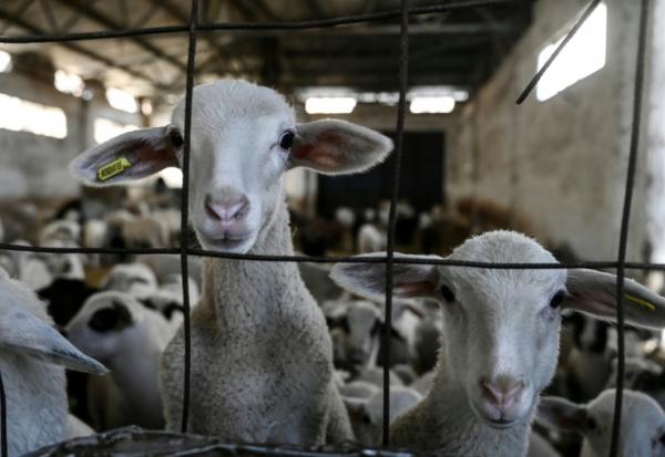 Des brebis dans une ferme de Lagkadas, près de Thessalonique, le 19 février 2026, en Grèce