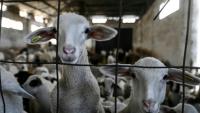 Des brebis dans une ferme de Lagkadas, près de Thessalonique, le 19 février 2026, en Grèce