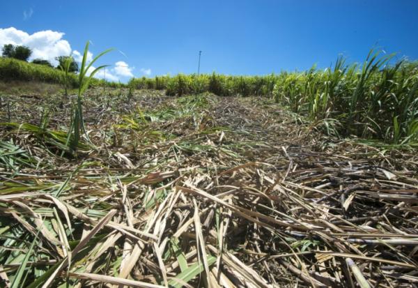 En Guadeloupe, la sécheresse met en péril la future récolte de canne à sucre