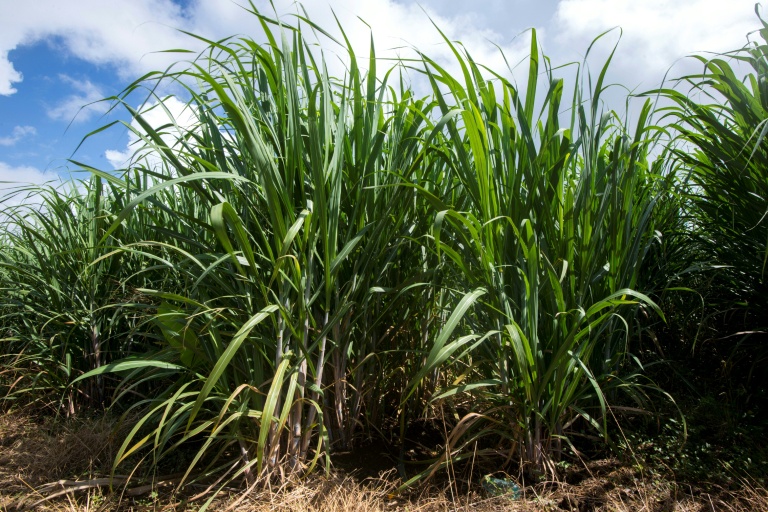 Les parcelles de canne occupent près de 50% des sols agricoles