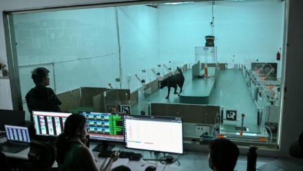 Des employés observent le comportement d'un chien lors d'un test de détection au laboratoire du site de Dognosis, le 28 juillet 2026 à Kempohalli, en périphérie de Bangalore, en Inde