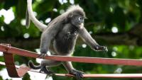 Deux singes angurs à lunettes sur une passerelle suspendue au-dessus de la route Lembah Permai dans le quartier de Tanjung Bungah, à George Town, sur l'île de Penang, le 9 avril 2026 en Malaisie