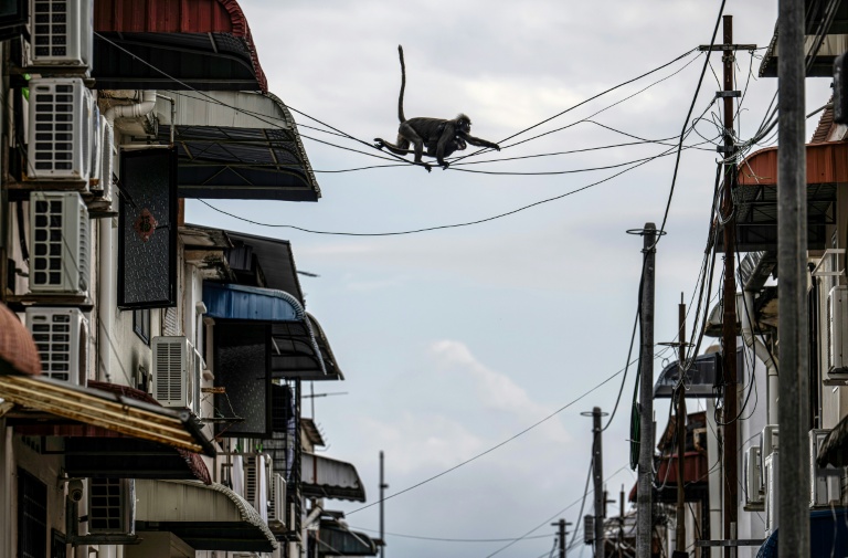 Deux singes langurs à lunettes baptisés 
