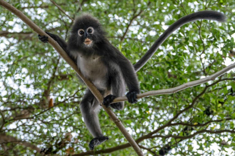 Un singe langur à lunettes surnommé 