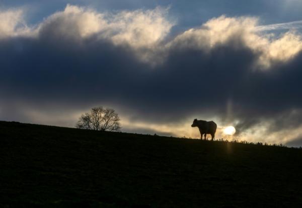 Les premières neiges ont poudré les sommets et la montagne s'est vidée de ses visiteurs estivaux mais des troupeaux entiers de vaches restent bloqués dans les alpages de Savoie, interdits de transhumance pour cause d'épizootie