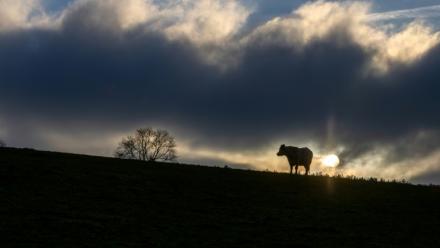 Les premières neiges ont poudré les sommets et la montagne s'est vidée de ses visiteurs estivaux mais des troupeaux entiers de vaches restent bloqués dans les alpages de Savoie, interdits de transhumance pour cause d'épizootie