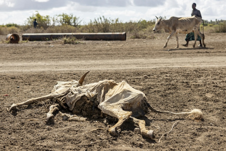 Un homme victime de la sécheresse passe devant la carcasse d'un animal, près d'un camp de personnes déplacées situé à la périphérie de la ville de Kismayo, le 21 avril 2026.