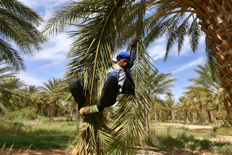 Un agriculteur descend d'un plmier après l'avoir pollinisé, le 30 avril 2025, dans les palmeraies de Jemna, dans le sud de la Tunisie.
