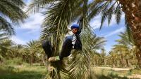 Un agriculteur descend d'un plmier après l'avoir pollinisé, le 30 avril 2025, dans les palmeraies de Jemna, dans le sud de la Tunisie. 
