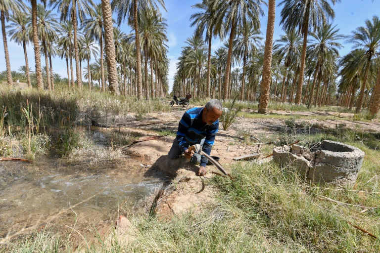Un agriculteur irrigue des palmiers le 30 avril 2025 dans les palmeraies de Jemna, dans le sud de la Tunisie.