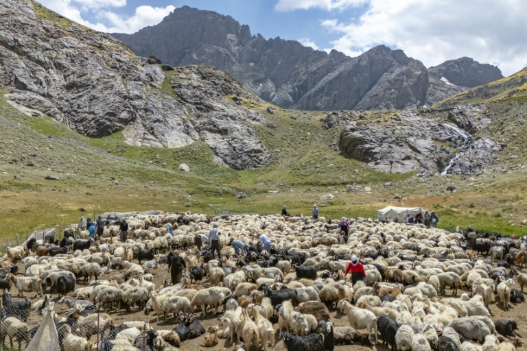 Des bergers kurdes s'occupent d'un troupeau de moutons dans les montagnes de la province de Hakkari, dans le sud-est de la Turquie, le 12 juillet 2025