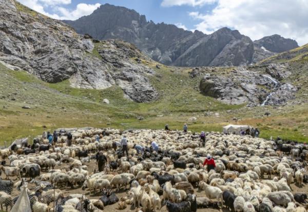 Des bergers kurdes s'occupent d'un troupeau de moutons dans les montagnes de la province de Hakkari, dans le sud-est de la Turquie, le 12 juillet 2025