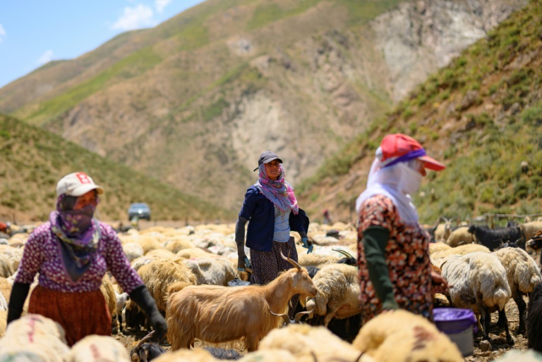 Des femmes kurdes traient leurs moutons dans les montagnes de la province de Hakkari, au sud-est de la Turquie, le 12 juillet 2025