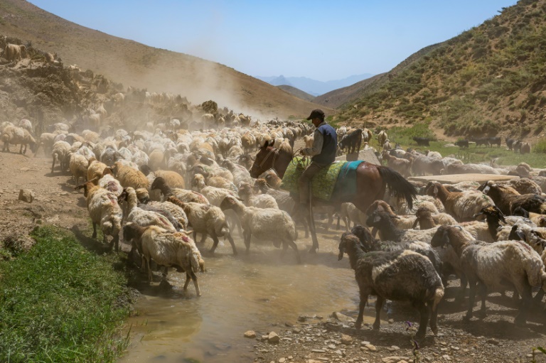 Un berger kurde à cheval conduit son troupeau de moutons dans les montagnes de la province de Hakkari, dans le sud-est de la Turquie, le 12 juillet 2025