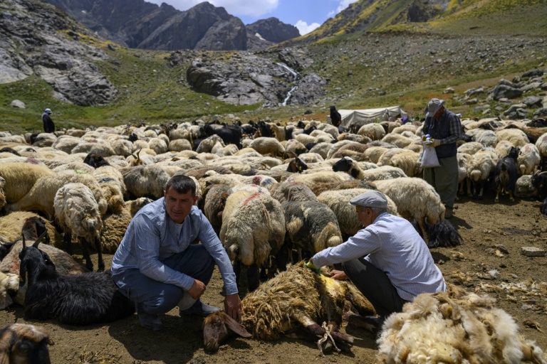 Un berger kurde tond un mouton dans les montagnes de la province de Hakkari, dans le sud-est de la Turquie, le 12 juillet 2025