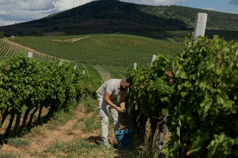 Récolte au domaine de Chateau Chizay, dans l'ouest de l'Ukraine, le 27 août 2026 