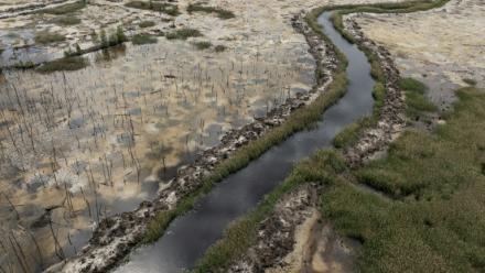 Vue d'une ancienne forêt autrefois utilisée pour l'extraction illégale d'ambre, dans le nord-ouest de l'Ukraine, le 19 mai 2026
