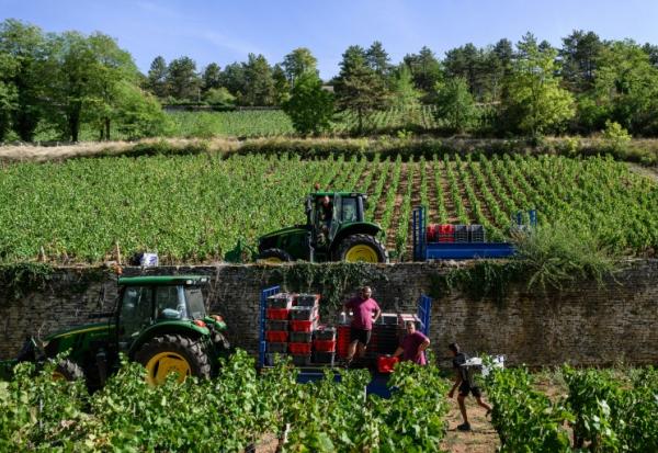 Les vendanges à Beaune, en Côte d'Or, le 2 septembre 2026