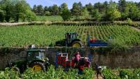 Les vendanges à Beaune, en Côte d'Or, le 2 septembre 2026