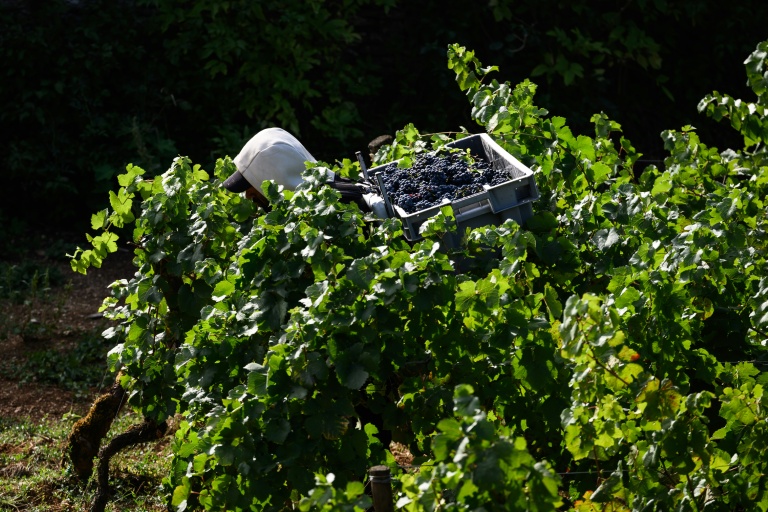 Les vendanges à Beaune, le 2 septembre 2026 en Côte d'Or