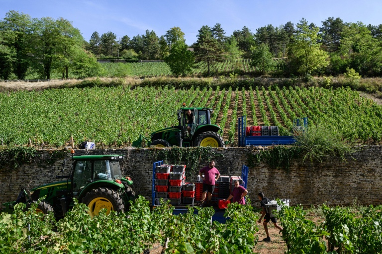 Vendanges à Beaune, en Côte d'Or, le 2 septembre 2026.