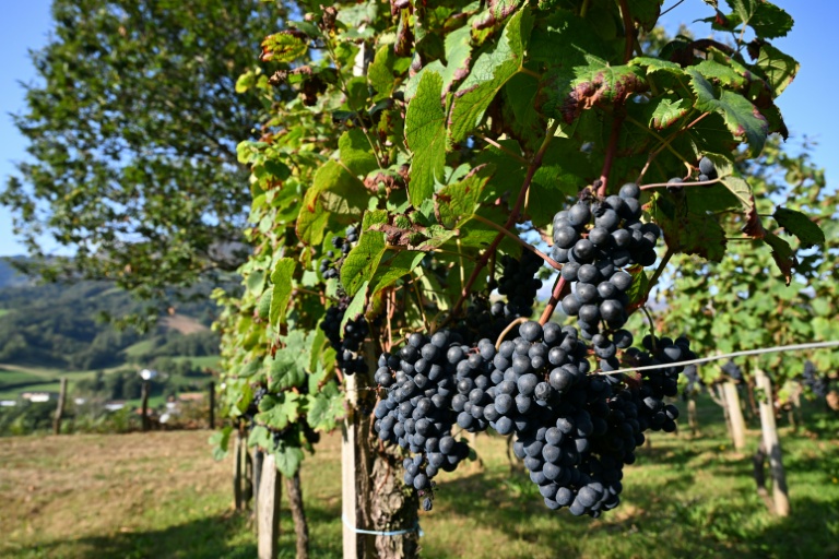 Des vignes à Saint-Etienne-de-Baïgorry, dans les Pyrénnées-Atlantiques, le 19 septembre 2025