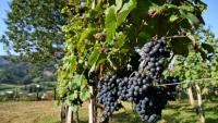 Des vignes à Saint-Etienne-de-Baïgorry, dans les Pyrénnées-Atlantiques, le 19 septembre 2025