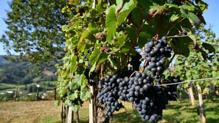 Des vignes à Saint-Etienne-de-Baïgorry, dans les Pyrénnées-Atlantiques, le 19 septembre 2025
