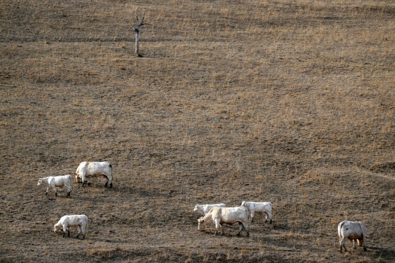 Des vaches dans un champ à Saint-Nizier-sous-Charlieu, près de Roanne, le 15 août 2026