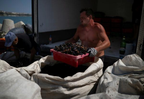Des récoltants chargent des moules dans un camion frigorifique au port près du cap Kaliakra, côte nord bulgare de la mer Noire, 18 août 2025