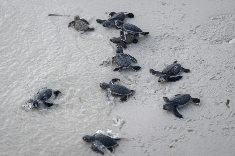 Des bébés tortues sur une plage sur l'île de Mataking en Malaisie, le 25 septembre 2026
