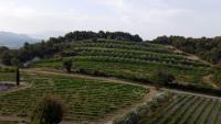 Des arbres autour des vignes à Vinsobres, dans la Drôme, le 18 juillet 2023