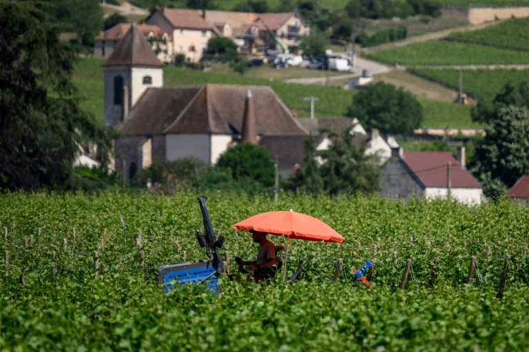 Un viticulteur se protège du soleil sous un parasol tout en travaillant dans les vignes de Gevrey-Chambertin, en Bourgogne, le 28 mai 2026, alors qu'une vague de chaleur frappe le pays