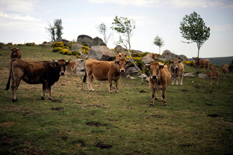 Des vaches Aubrac dans un champ à Aubrac, en Aveyron, le 19 mai 2022