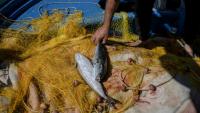 Des poissons-ballons à bande argentée, dans le port d'Ierapetra, en Crête, le 3 juin 2026, une espèce présente en mer Rouge et dans les océans Indien et Pacifique, entrée en Méditerranée par le Canal de Suez, selon l'Université française Côte d'Azur