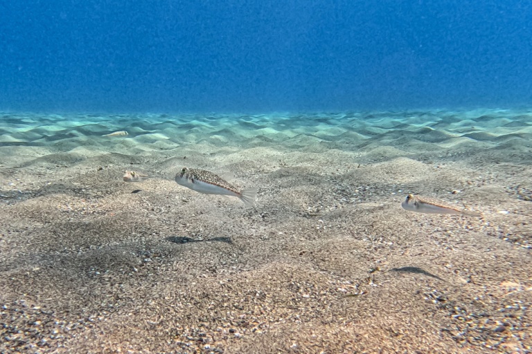 Des poissons-ballons à taches jaunes, au large du port d'Ierapetra, en Crête, le 3 juin 2026